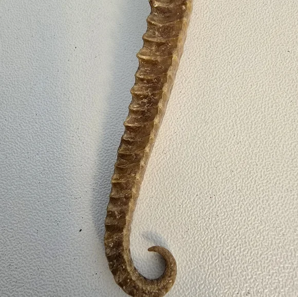 Vintage Taxidermy Seahorse Skeleton Natural Specimen 5" Hippocampus Erectus - Picture 9 of 14